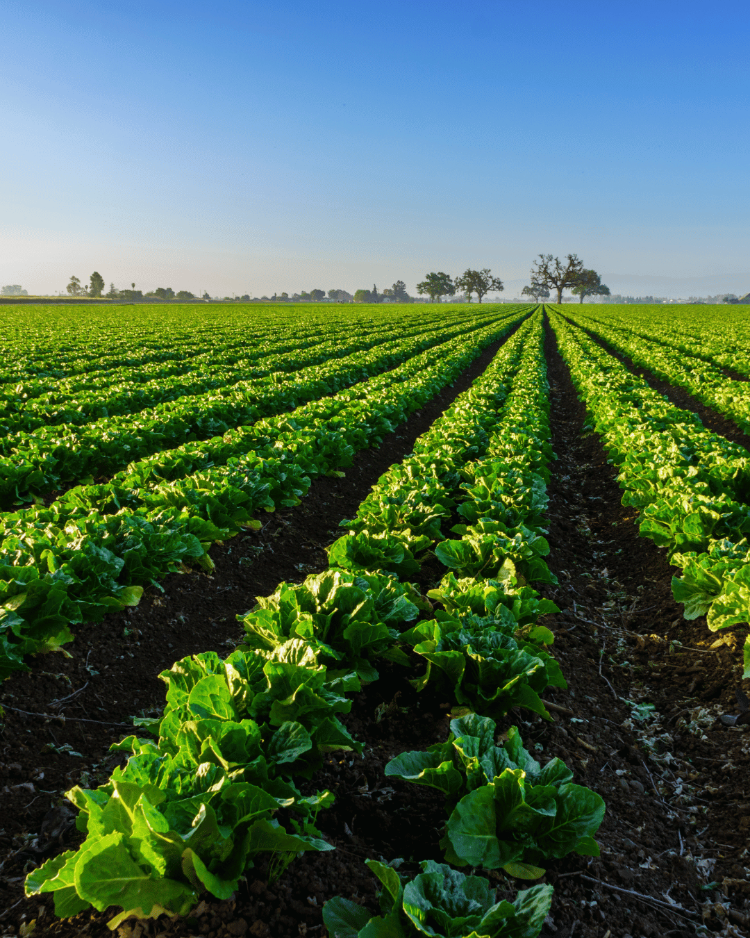 Fresh vegetables
